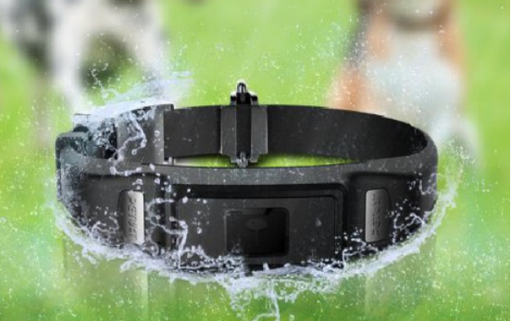 百强橡塑-宠物项圈（狗项圈）带拥有优质的防水层