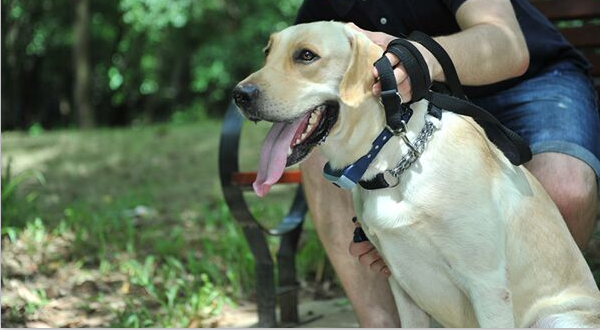 宠物项圈,宠物训练器项圈,宠物定位器项圈 保护皮毛,防水耐磨,耐脏.png