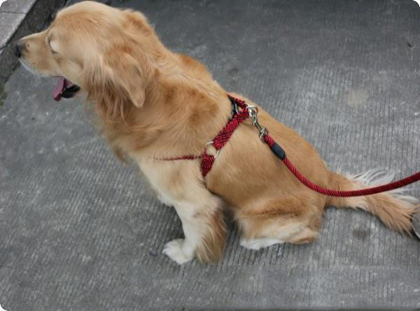 牵引绳使用方法-百强橡塑