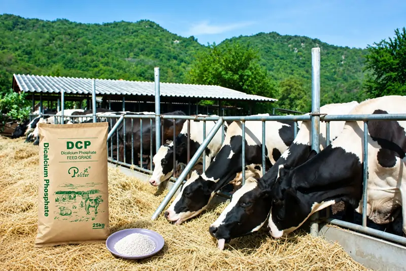 DCP in feed additives DCP en aditivos para piensos