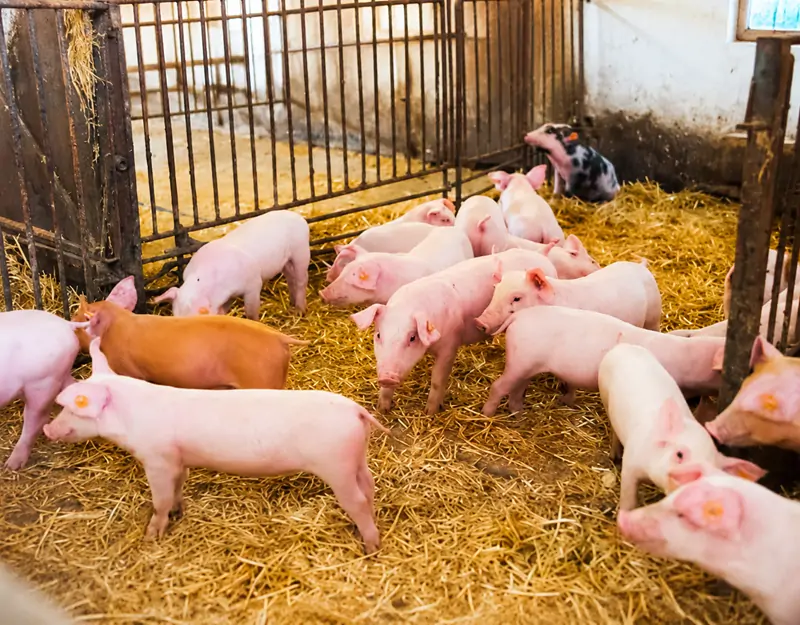 98.5% lysine hydrochloride is specifically designed for pigs El clorhidrato de lisina al 98,5% está diseñado específicamente para cerdos.
