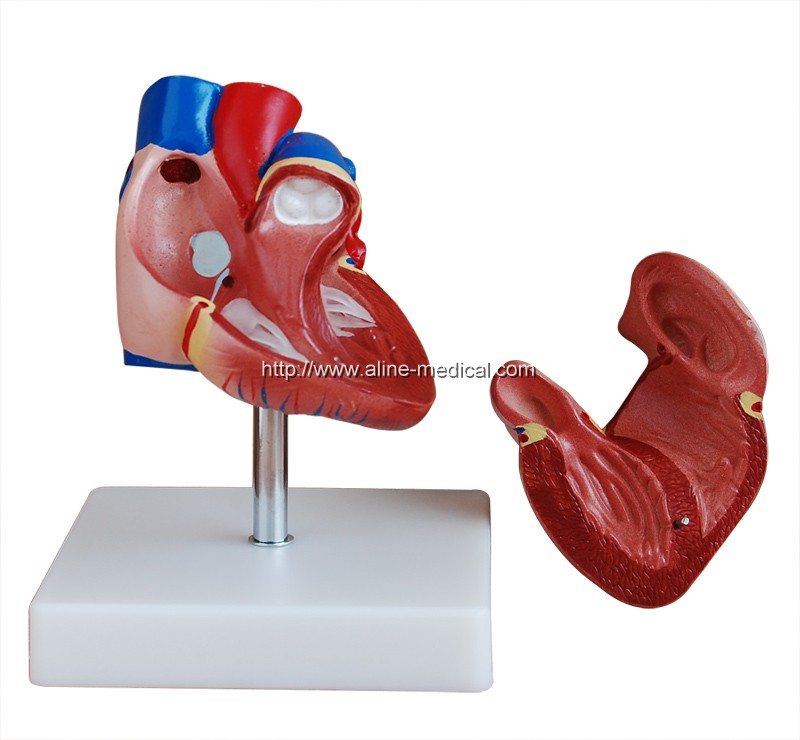 New Style Life-Size Heart Model