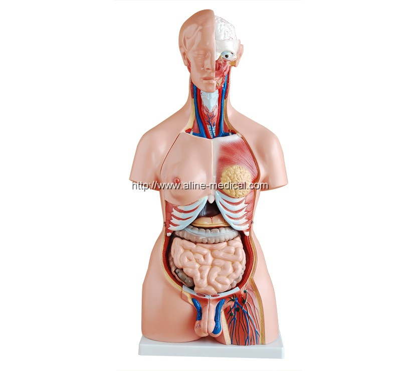 85CM Unisex Torso 23 Parts