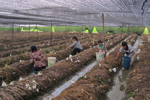 malla de sombreo impermeable