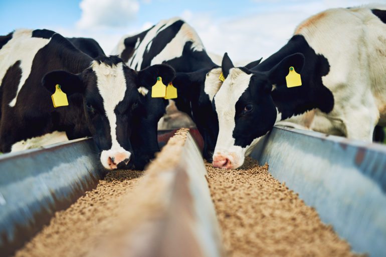 Cowseatingfeed-770x514