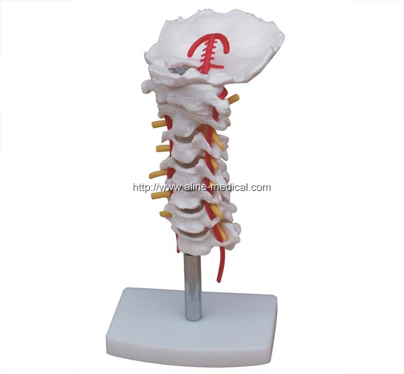 Cervical Vertebral Column with Neck Artery