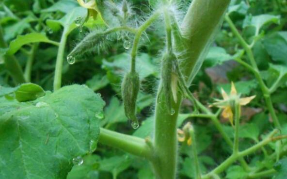 malla de sombreo impermeable