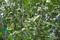 Ventilador de viento Orchard para árbol de macadamia ternifolia (FSJ-85)