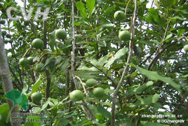 Ventilador de viento Orchard para árbol de macadamia ternifolia (FSJ-85)
