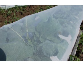 El Principio de la red de insectos en invernadero para evitar las plagas