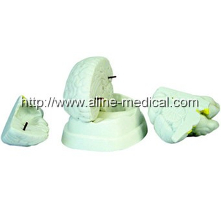 Brain Model