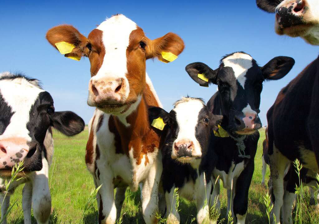 牛养殖场污水处理工程