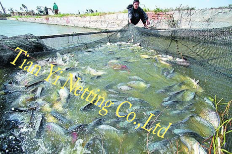 Fishing Net (knot) - Buy Net, Fishery Net, Fishing Net Product on Putian  TianYi Netting Co.,Ltd
