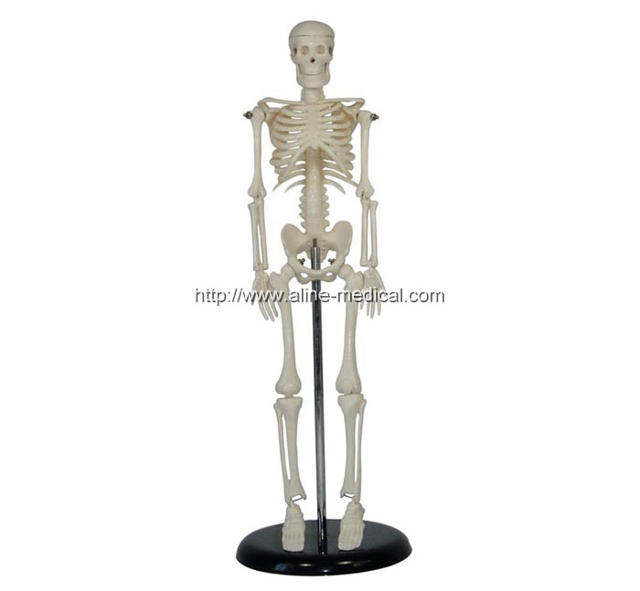 42CM Mini Skeleton