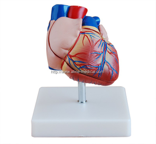 New Style Life-Size Heart Model