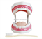 Dental Care Model (32 Teeth)