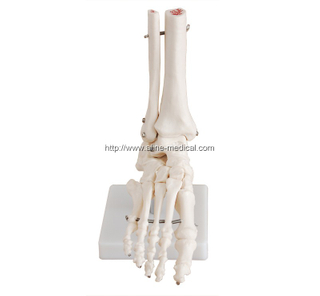 Life-Size Foot Joint