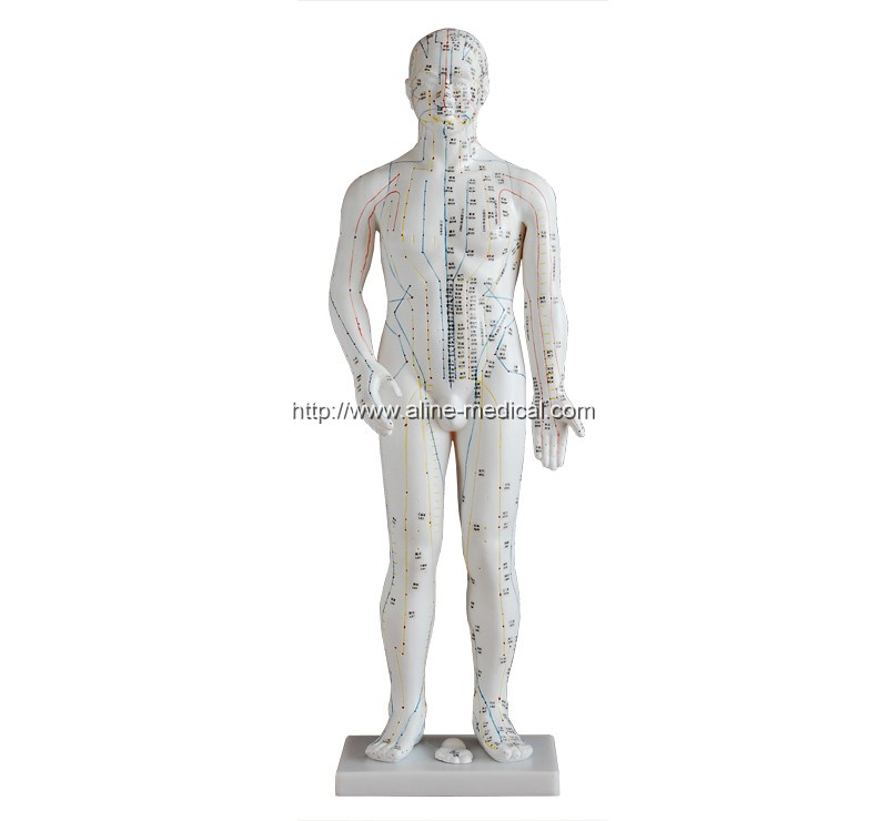 Acupuncture Model 70CM