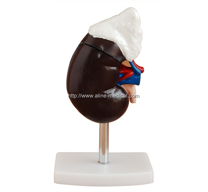 Human Kidney with Adrenal Gland