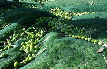 El rendimiento neto de oliva