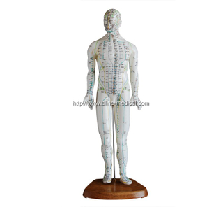 Acupuncture Model 46CM Male