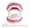 Dental Care Model (28 Teeth)