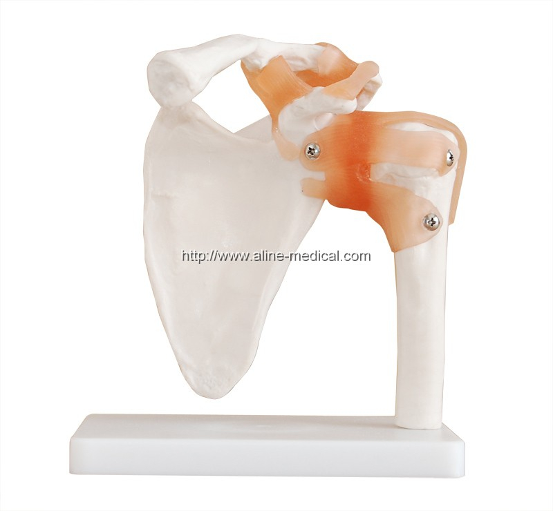 Life-Size Shoulder Joint