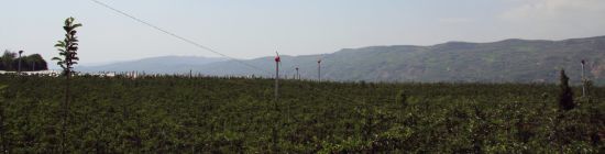 Máquinas eólicas / abanico en un viñedo o huerto (FSJD-5.5)