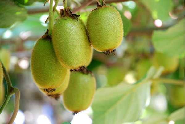 农业风机/风扇的猕猴桃和Kiwiberry树（FSJ-85）
