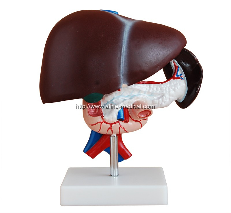 Liver, Pancreas and Duodenum Model