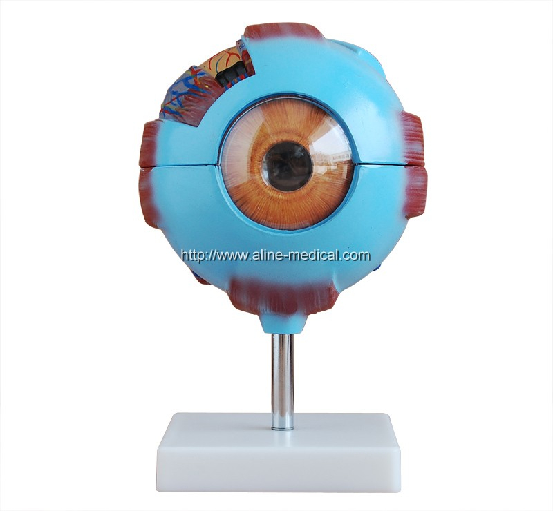 Giant Eye Model