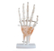 Life-Size Hand Joint with Ligaments