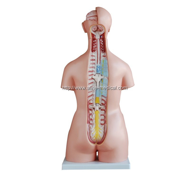 85CM Unisex Torso 40 Parts