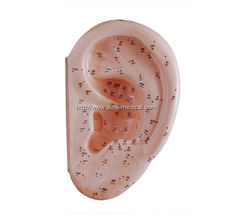 Ear Acupuncture Model 40CM