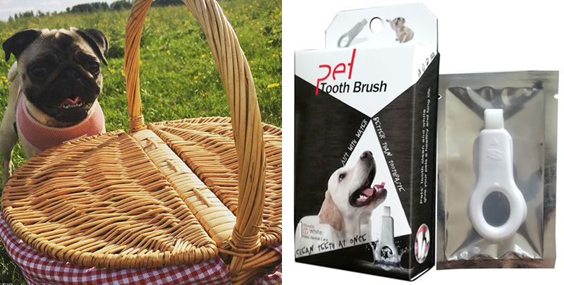 How to brush pugs teeth