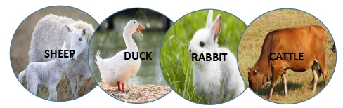 feed pellet machine11