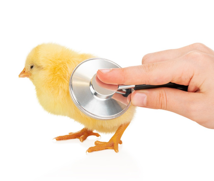 Efectos de los nutrientes del pienso sobre la salud de los muslos de pollo de engorde