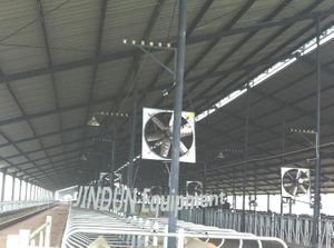 Dairy house using JDFDH series cooling fan