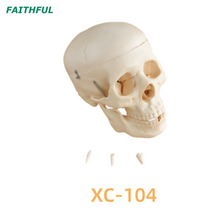 Skull Model XC-104 Series