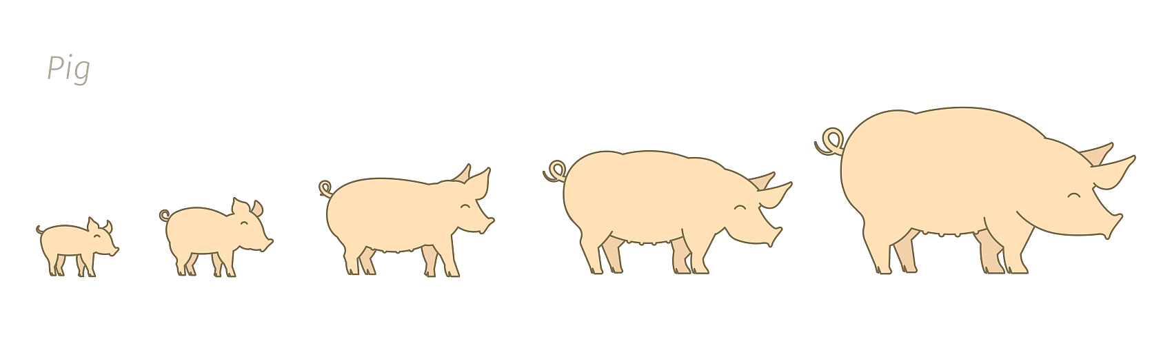 Cerdos en diferentes etapas de crecimiento.