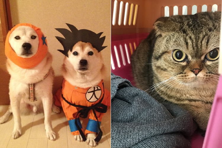 How-do-your-whitening-teeth-for-your-dog---Life-Nano-Plastic-Product-(Zhangzhou)-Co.,-Ltd