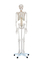 Xc-101 Life-Size Skeleton 180cm (model XC-101)