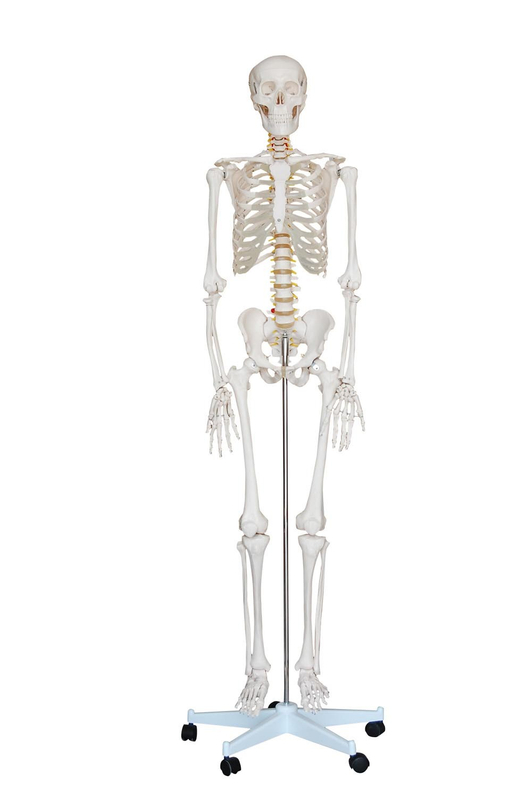 Xc-101 Life-Size Skeleton 180cm (model XC-101)