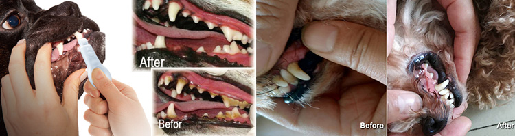 brosse à dents pour animaux de compagnie effet lfsponge