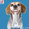 Pet Dental Care Teeth Cleaning Kit