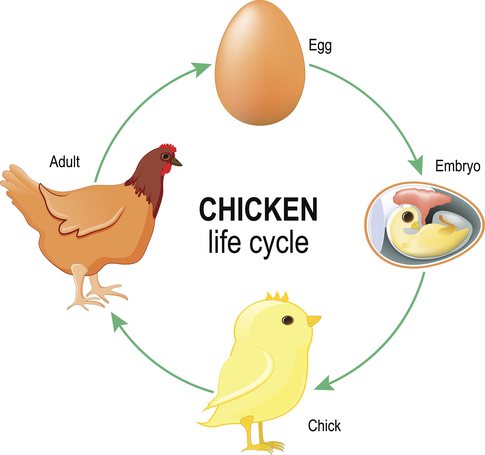 دورة حياة الدجاج