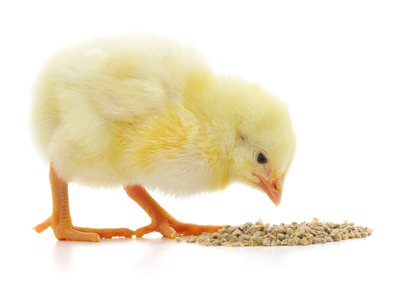 Cómo Mejorar la Composición Nutricional del Alimento para Pollitos