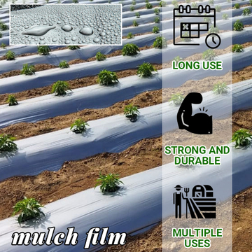 Uv Mulch Film Manufacturer.jpg