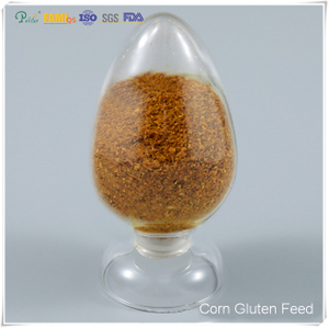 Alimento alto en proteína para pollos/bovinos Alimento con gluten de maíz