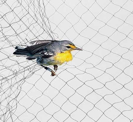 Algunas formas de evitar que las aves salgan de la red para pájaros